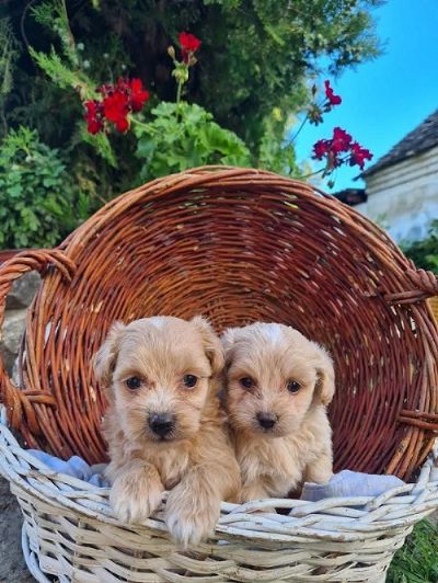 Maltipoo tenci 